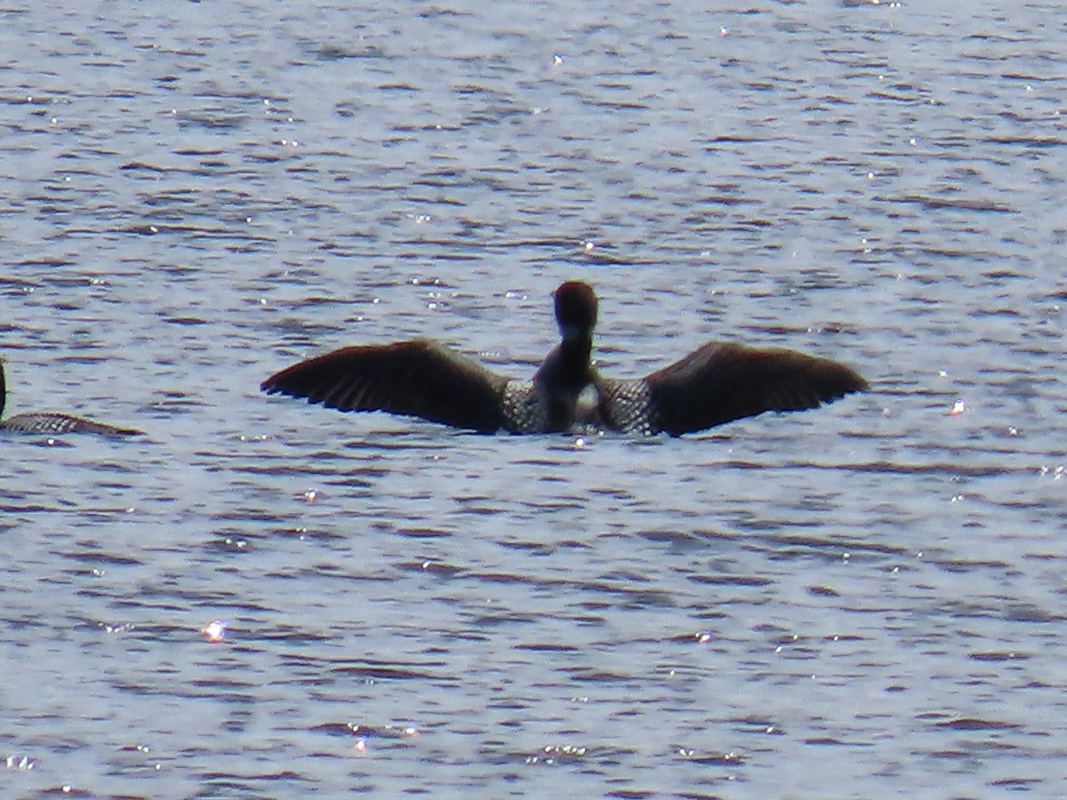 Common Loon - ML620672796