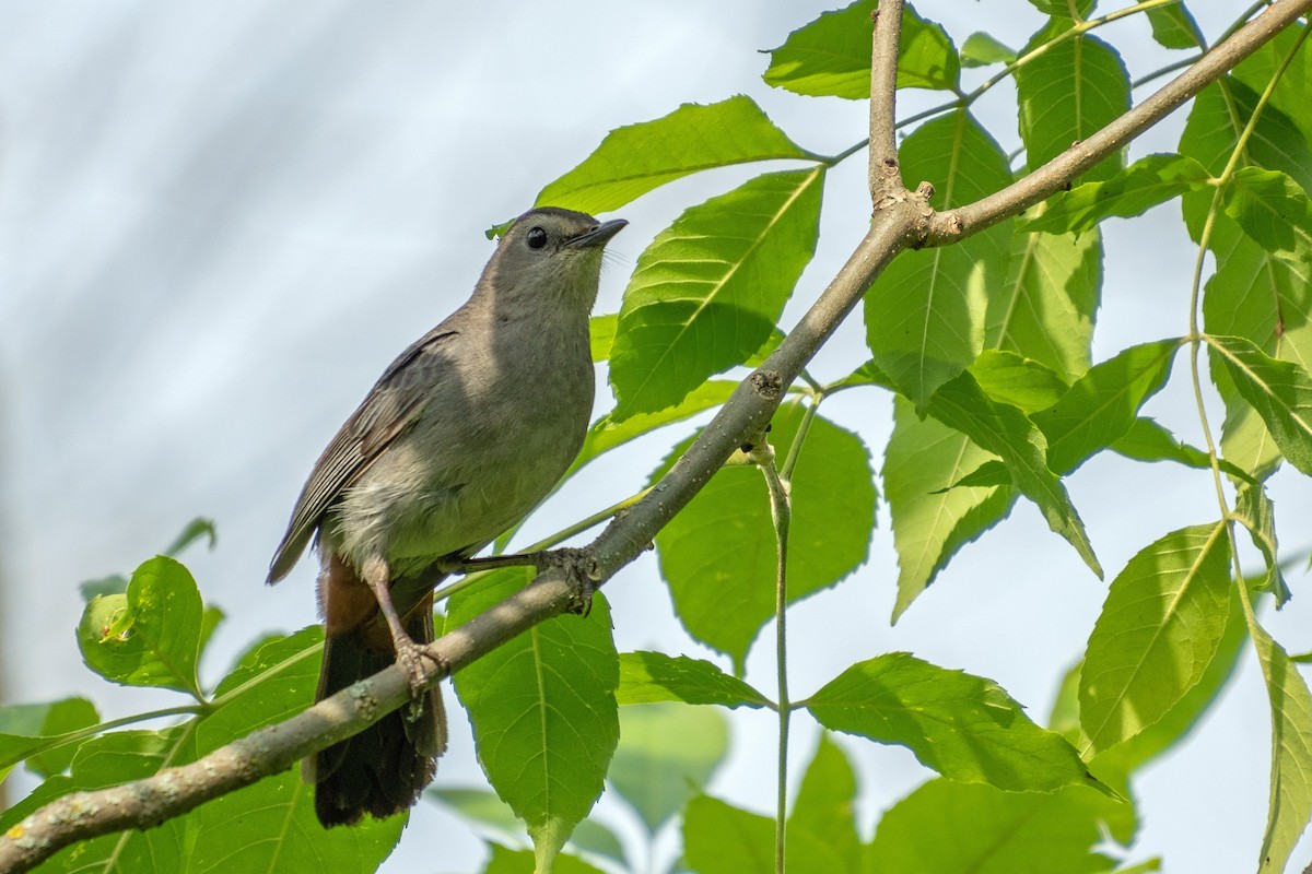 Gray Catbird - ML620672798