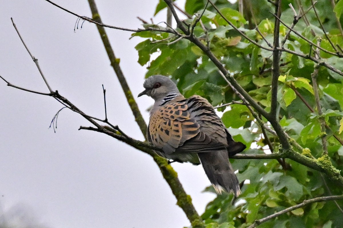 European Turtle-Dove - ML620672799