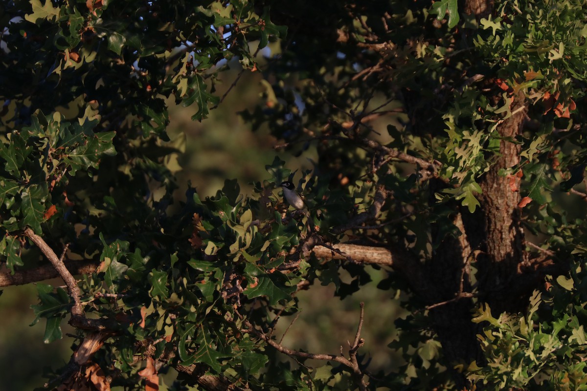 Black-capped Vireo - ML620672800