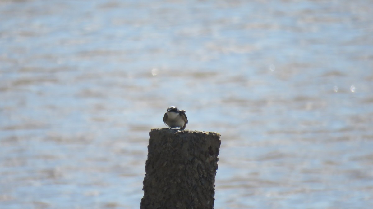 White-rumped Swallow - ML620672803