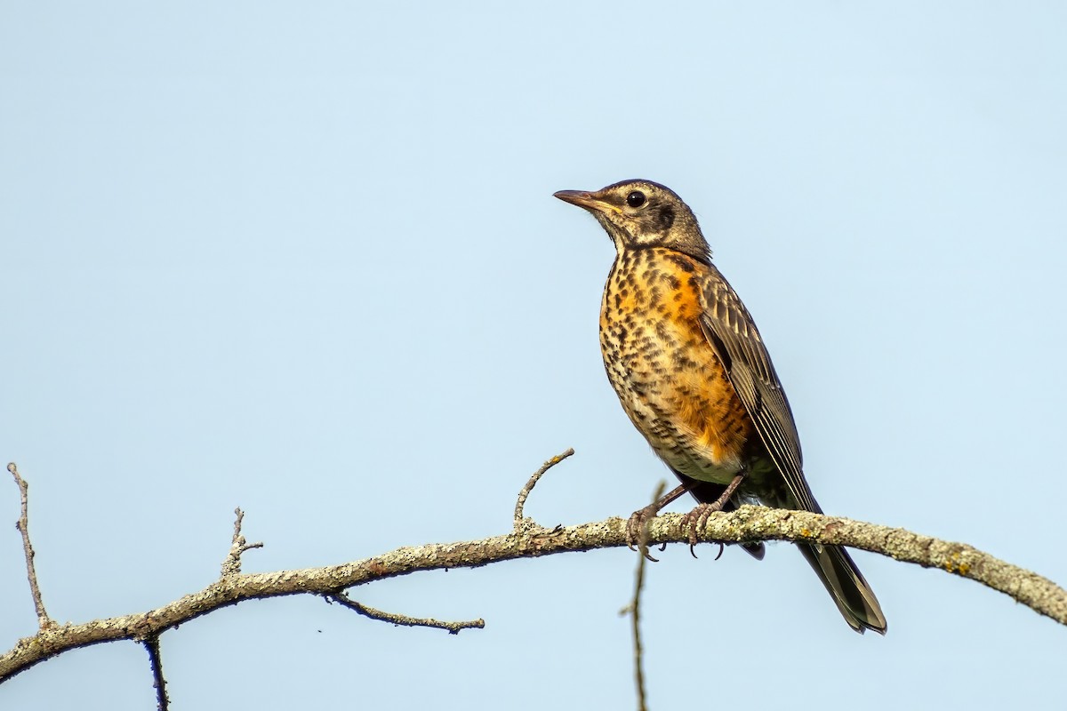 American Robin - ML620672804