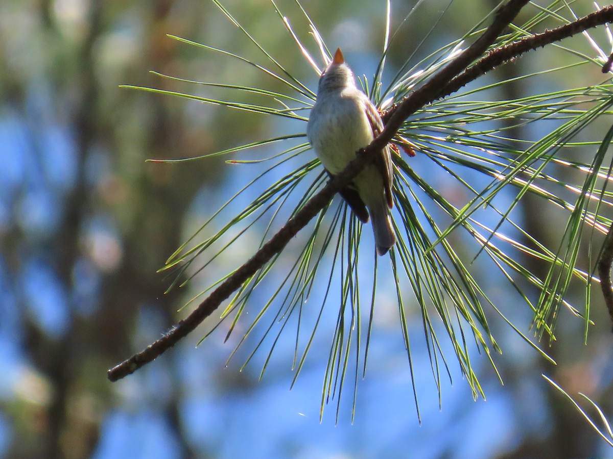 Least Flycatcher - ML620672807