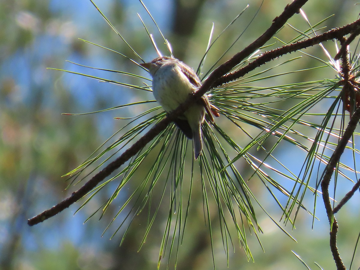 Least Flycatcher - ML620672808