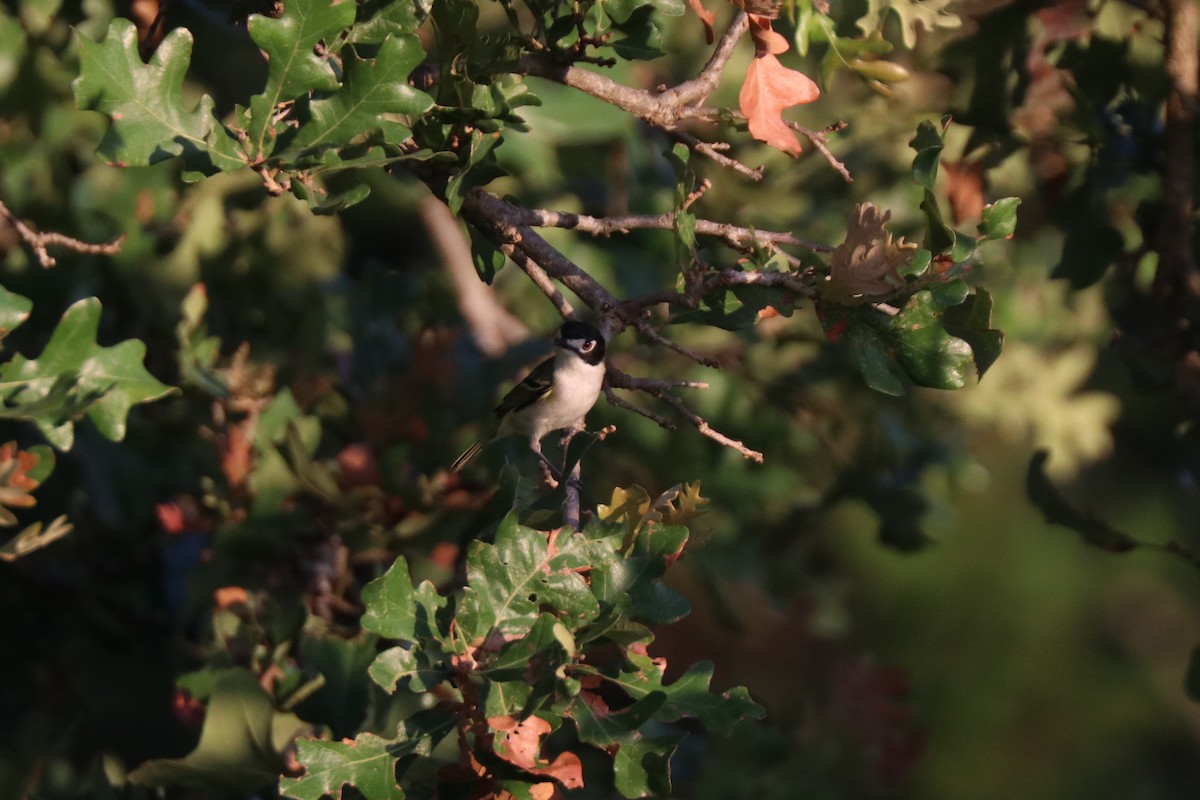 Black-capped Vireo - Matt Conn