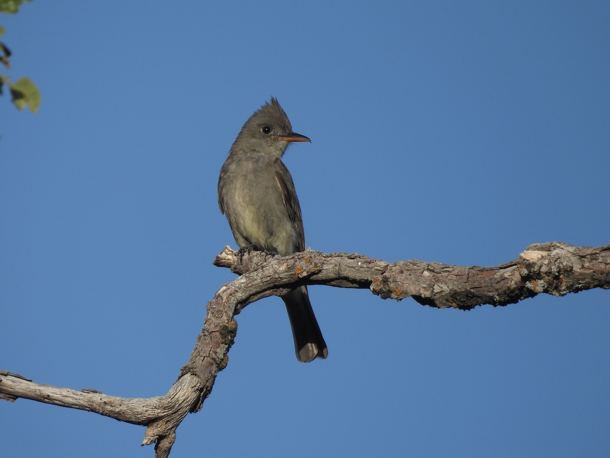 Greater Pewee - ML620672822