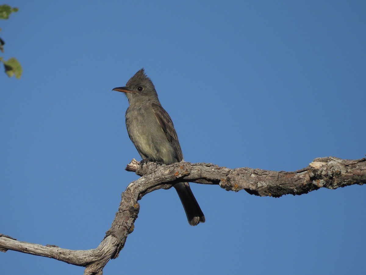 Greater Pewee - ML620672825