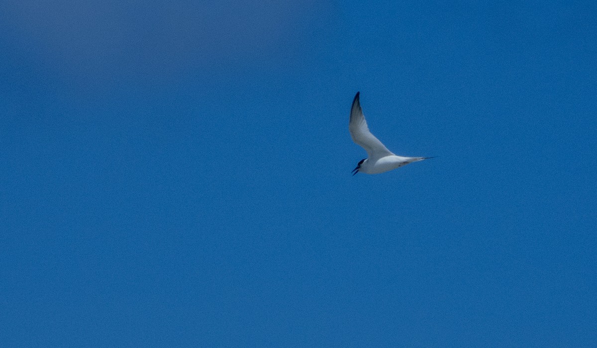 Least Tern - ML620672827