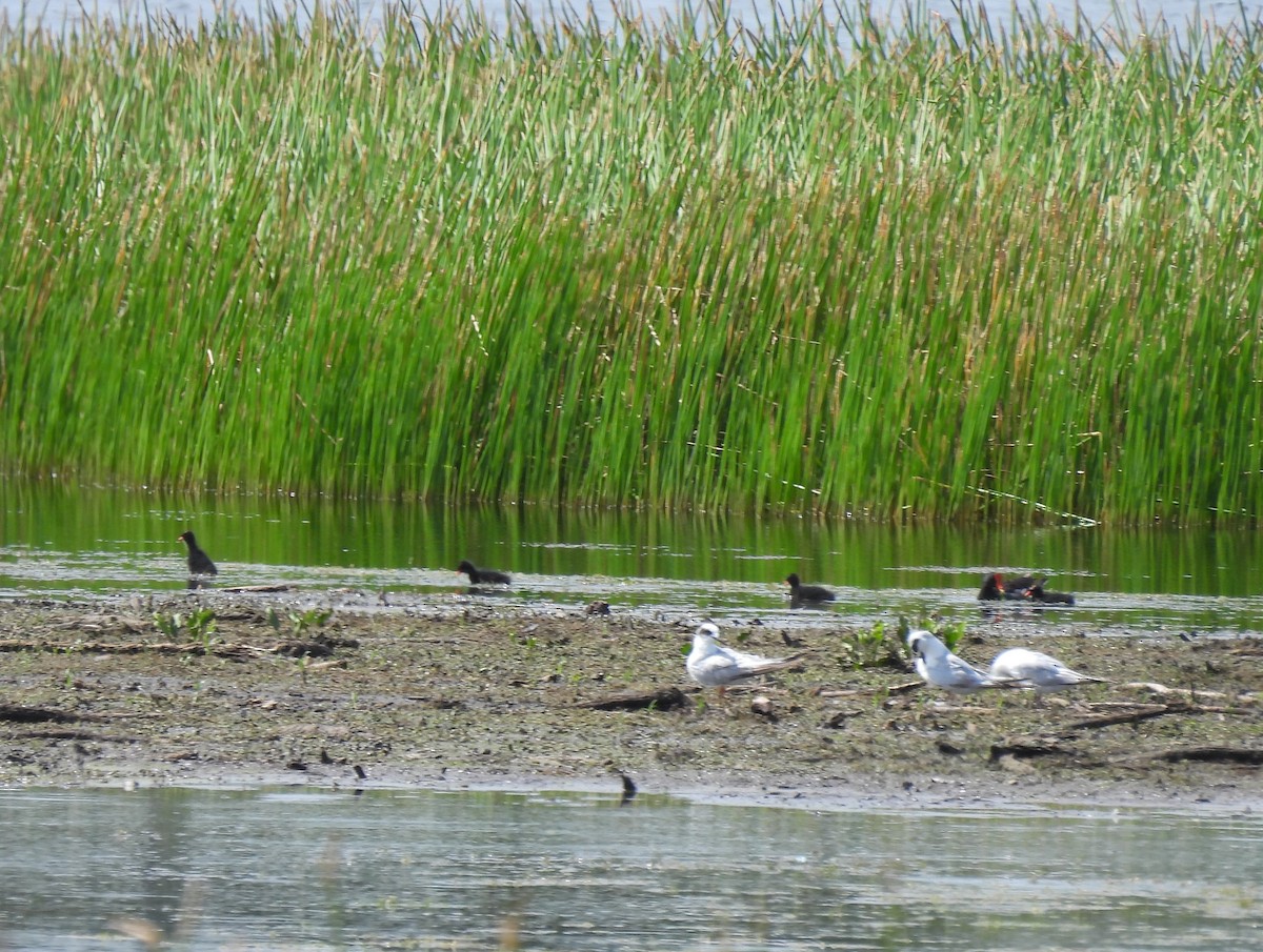 Common Gallinule - ML620672828