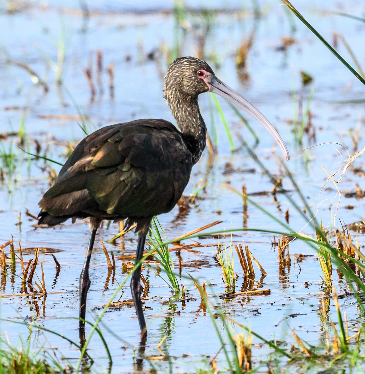 Ibis à face blanche - ML620672830