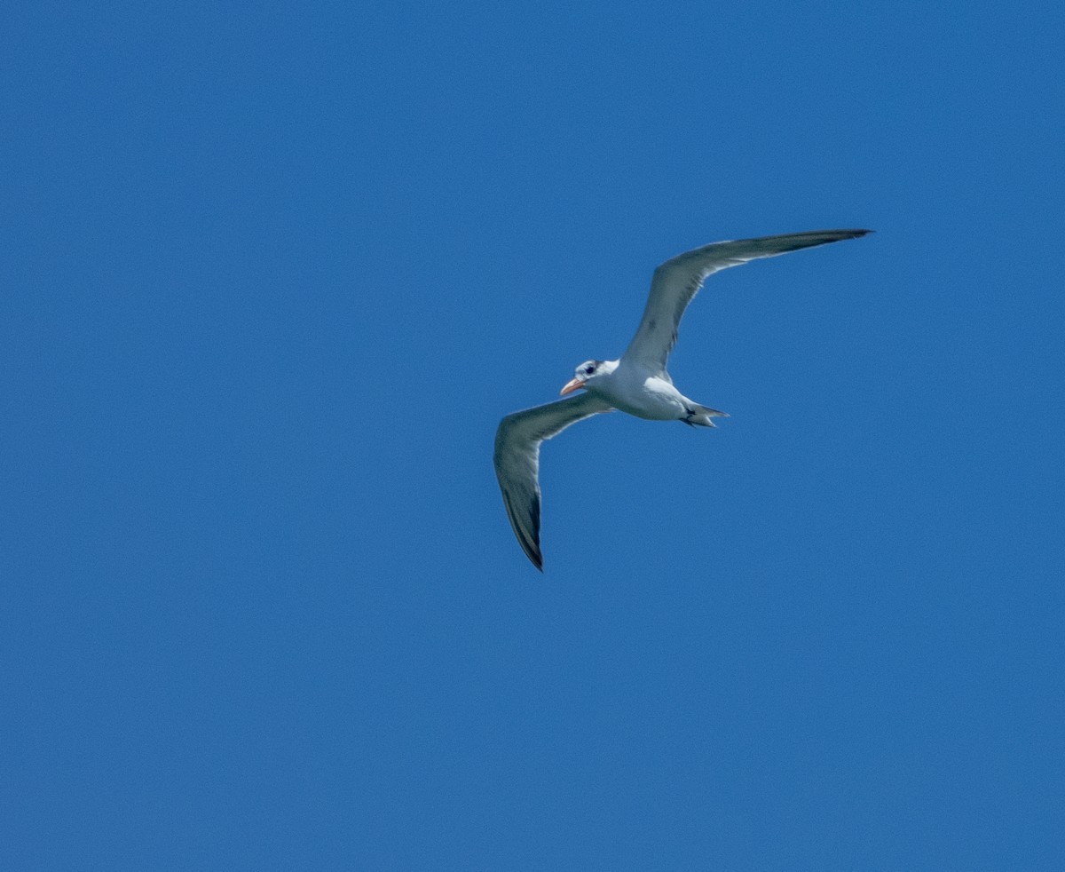 Royal Tern - ML620672831