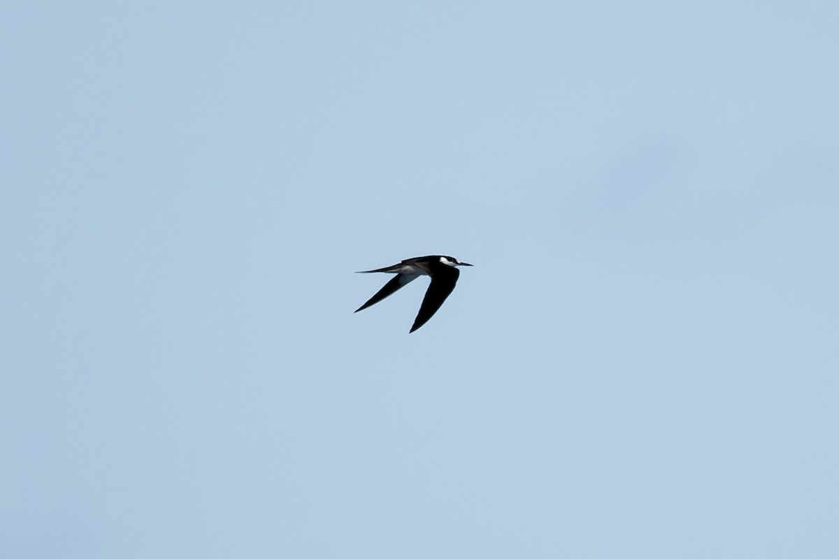 Sooty Tern - ML620672832