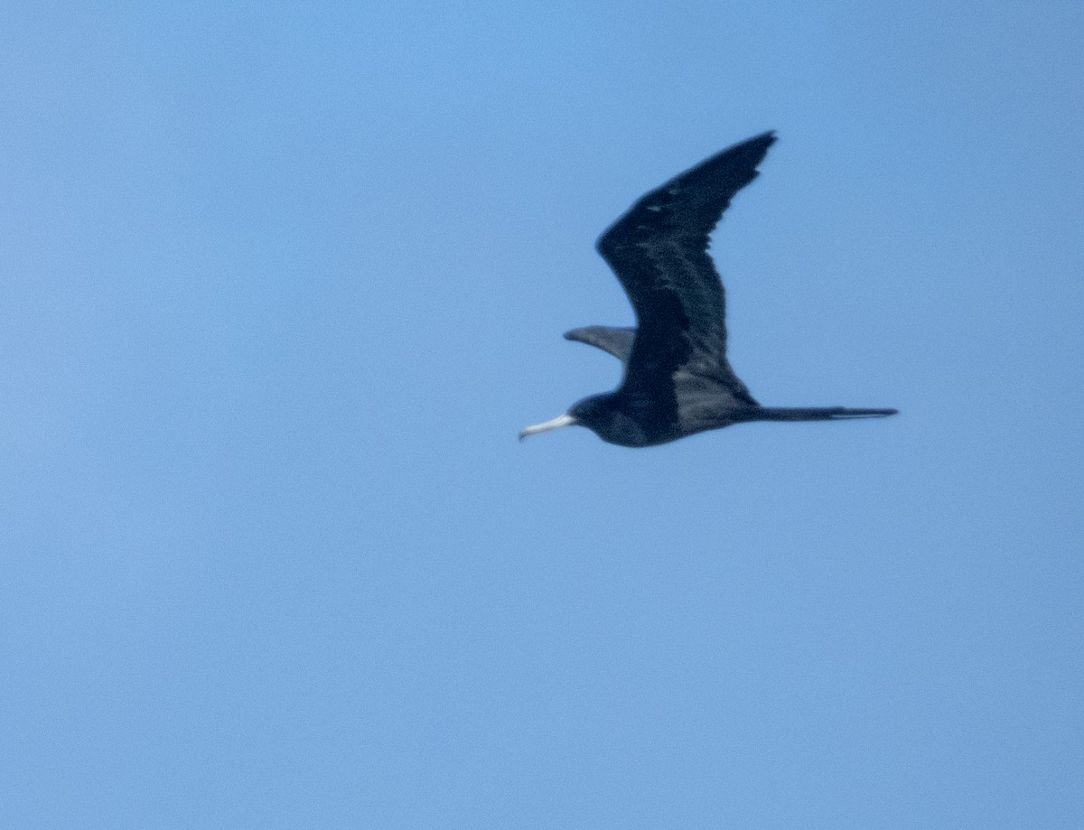 Magnificent Frigatebird - ML620672847