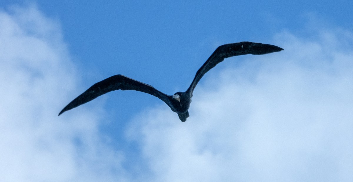 Magnificent Frigatebird - ML620672848