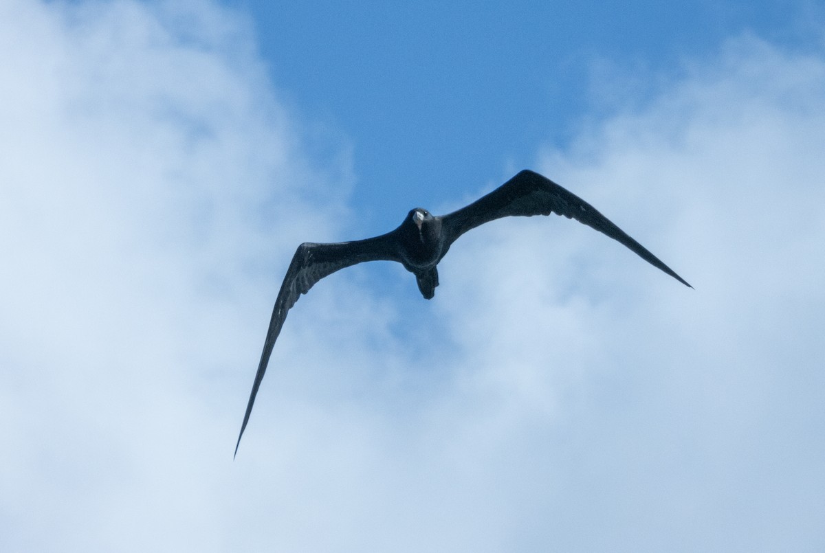 Magnificent Frigatebird - Mark Penkower