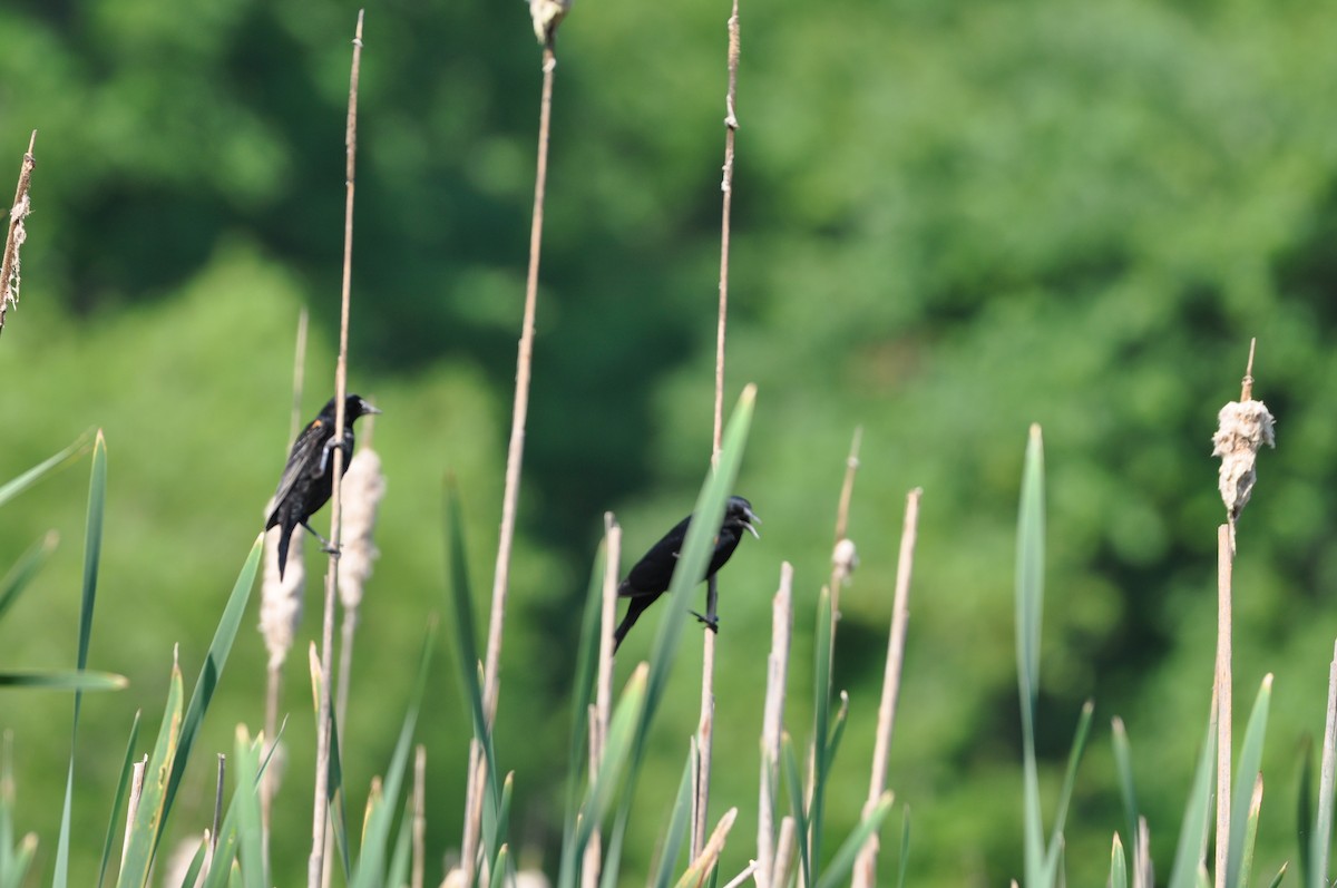 Red-winged Blackbird - ML620672851