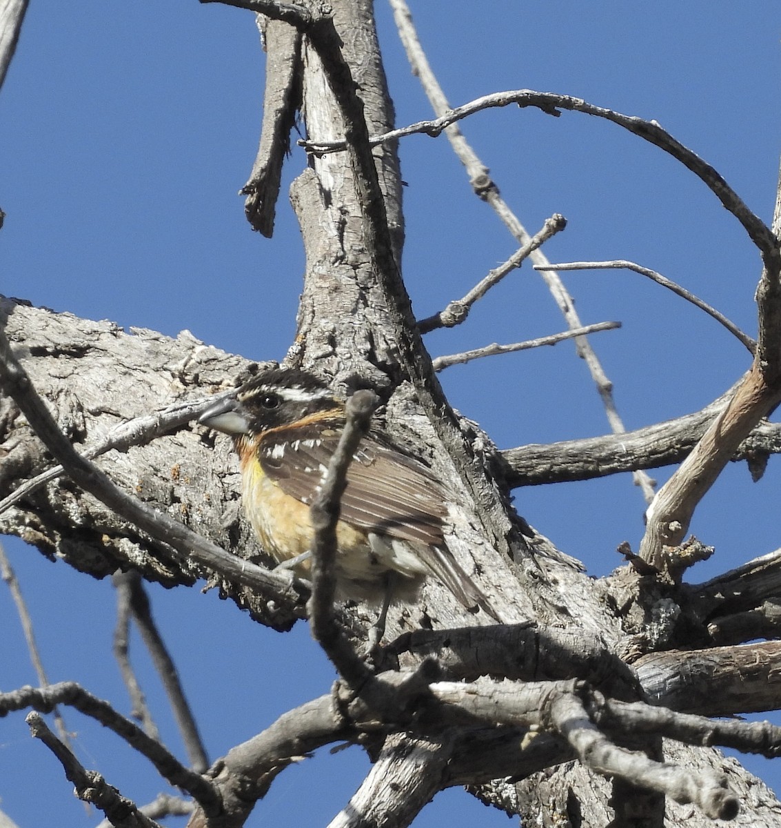 Black-headed Grosbeak - ML620672859