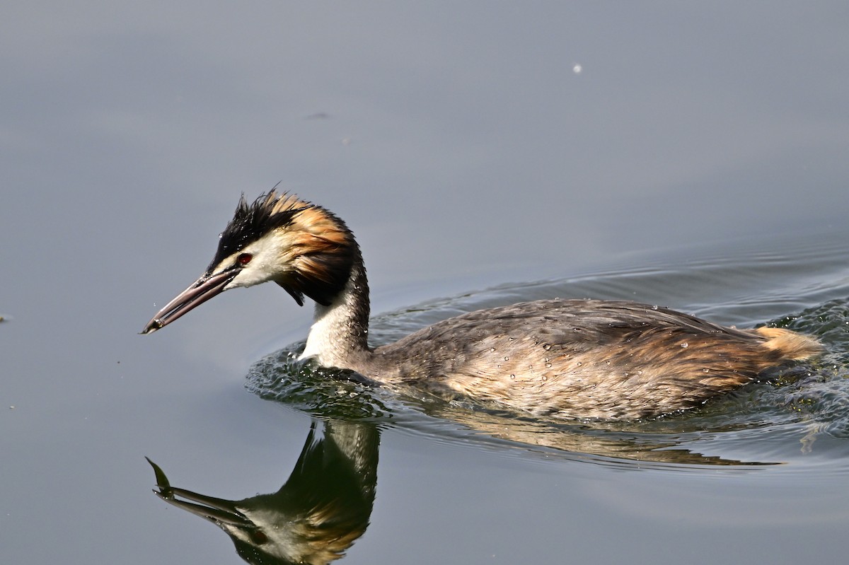 Great Crested Grebe - ML620672861