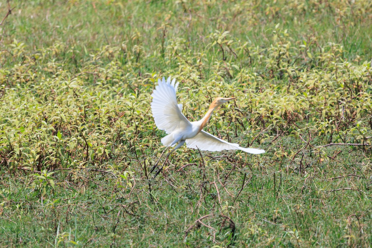 Eastern Cattle Egret - ML620672862