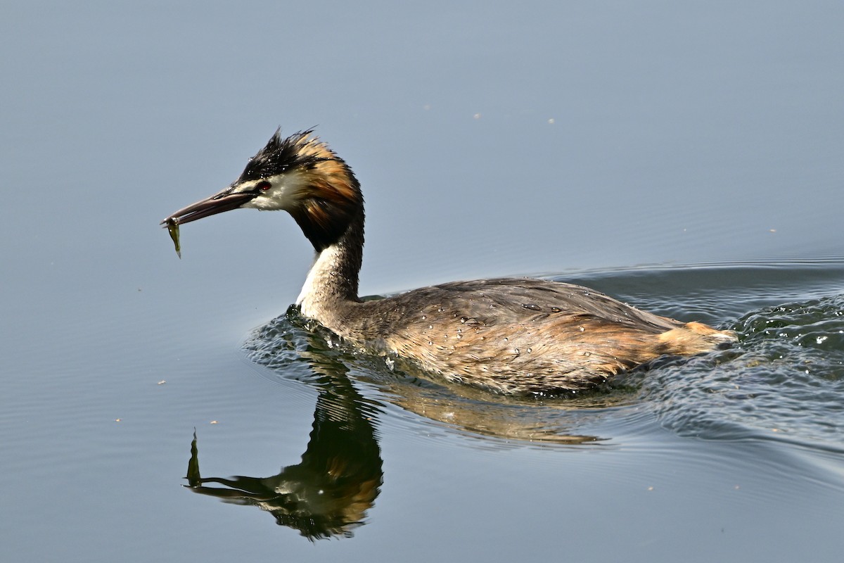 Great Crested Grebe - ML620672863