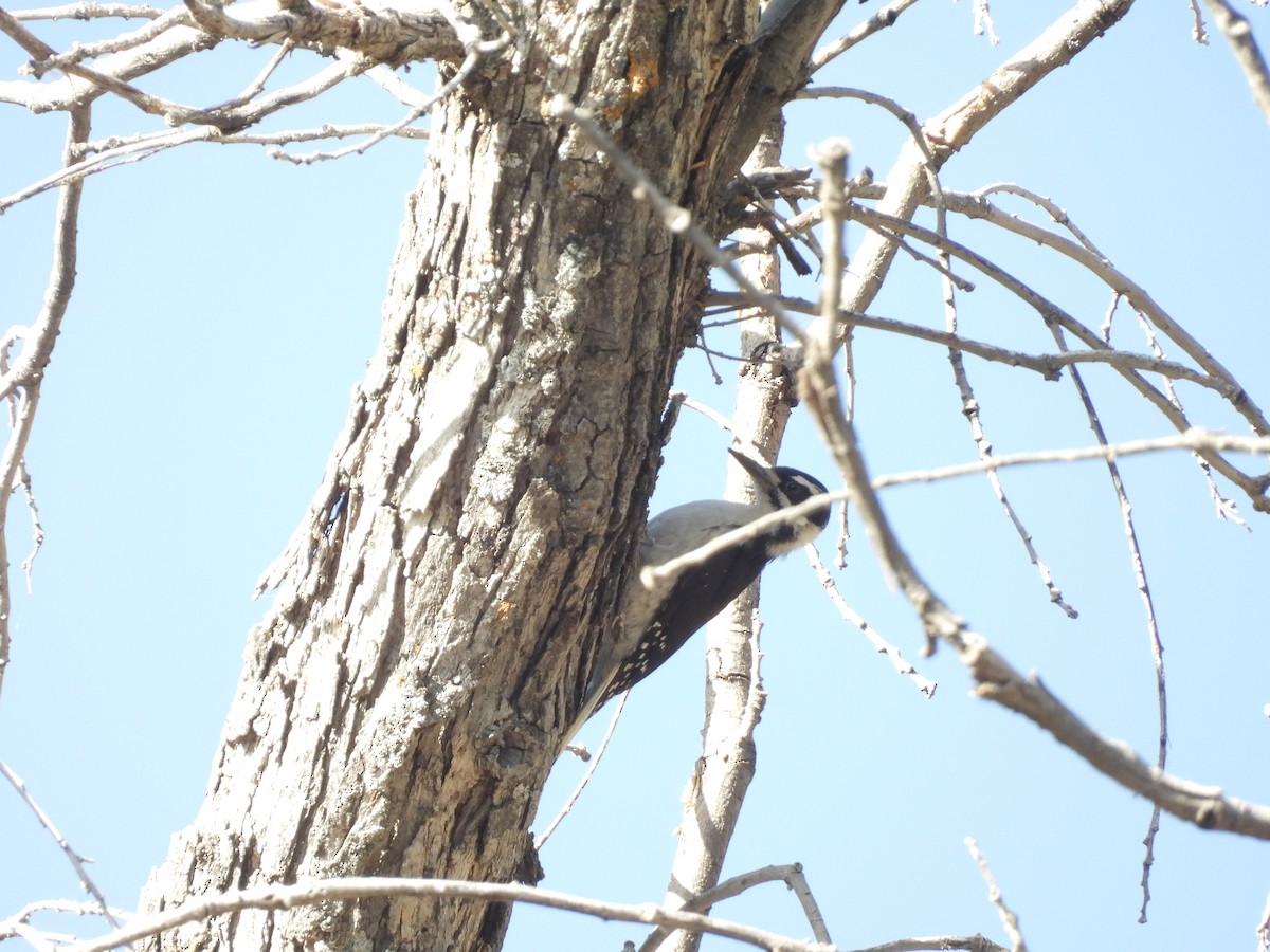 Hairy Woodpecker (Rocky Mts.) - ML620672864