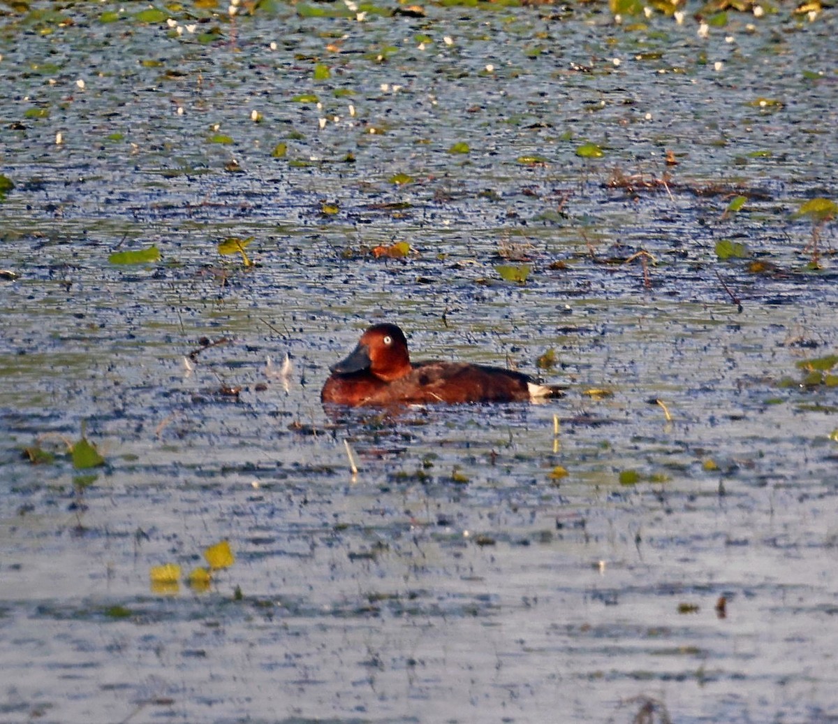 Ferruginous Duck - ML620672868