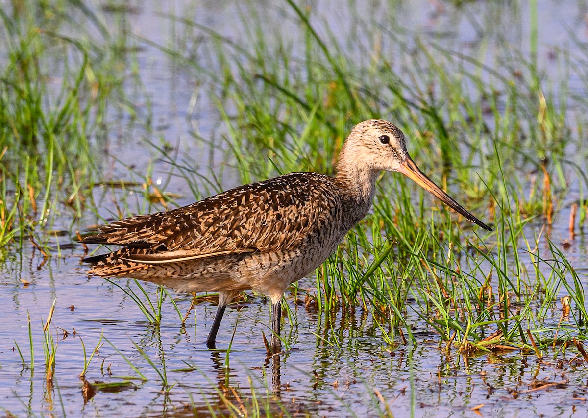 Marbled Godwit - Scott Holt