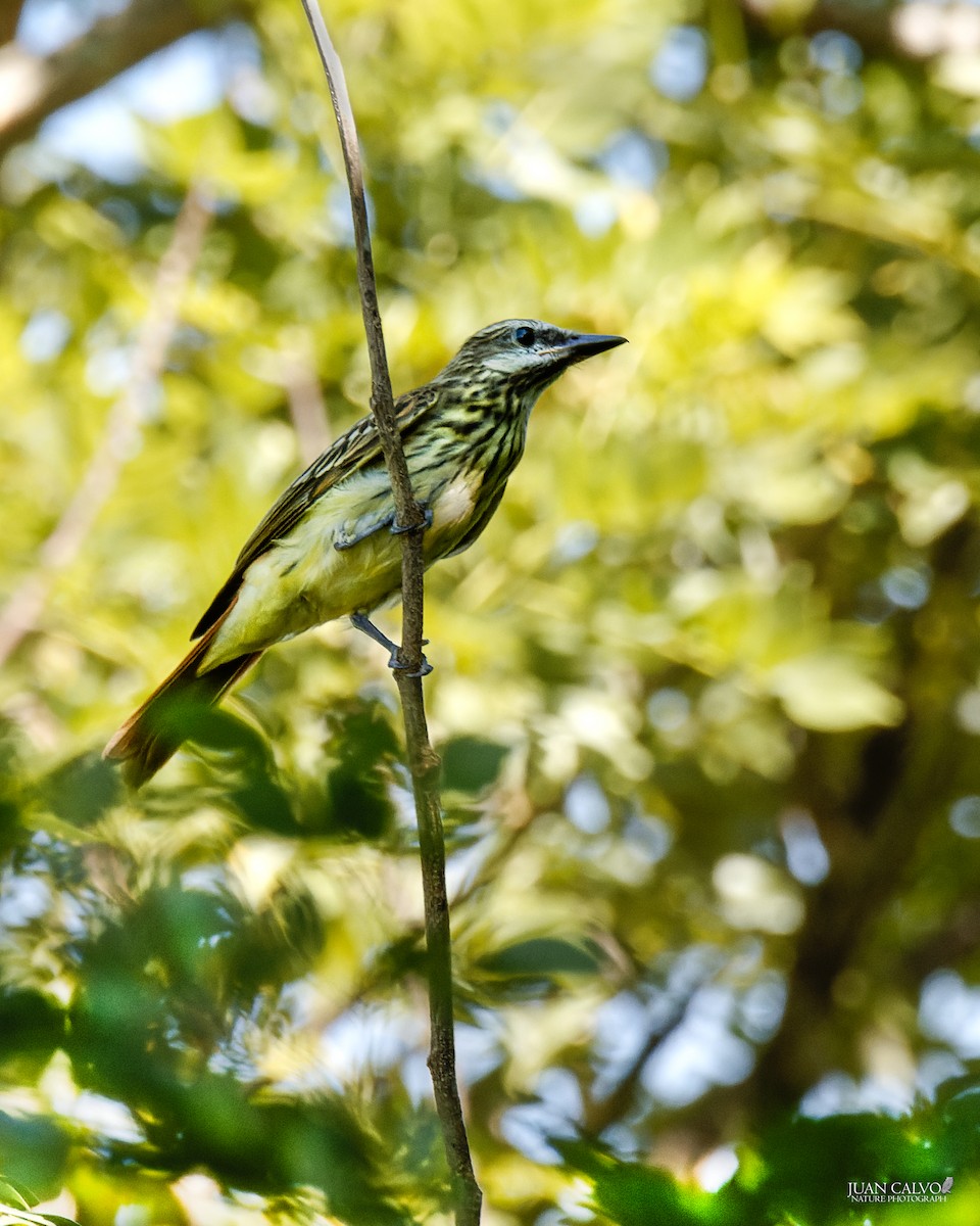 Sulphur-bellied Flycatcher - ML620672875