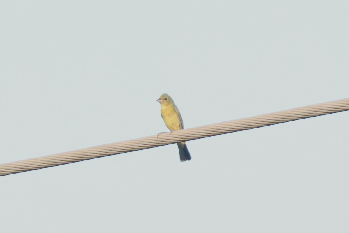 Painted Bunting - Matt Conn