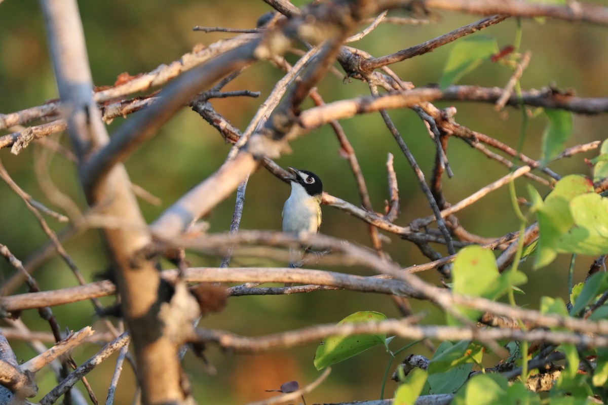 Black-capped Vireo - ML620672883