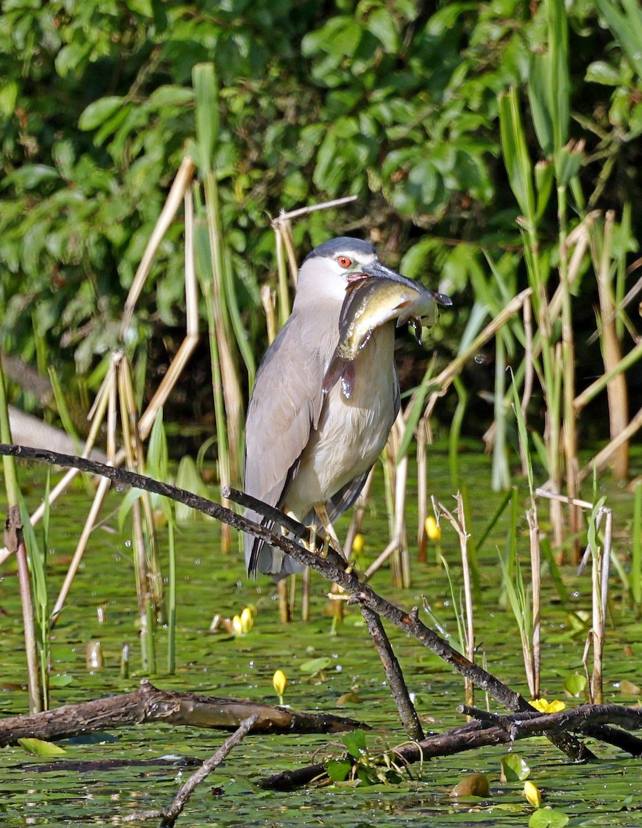 Black-crowned Night Heron - ML620672888