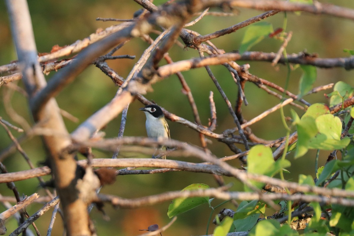 Vireo Cabecinegro - ML620672889