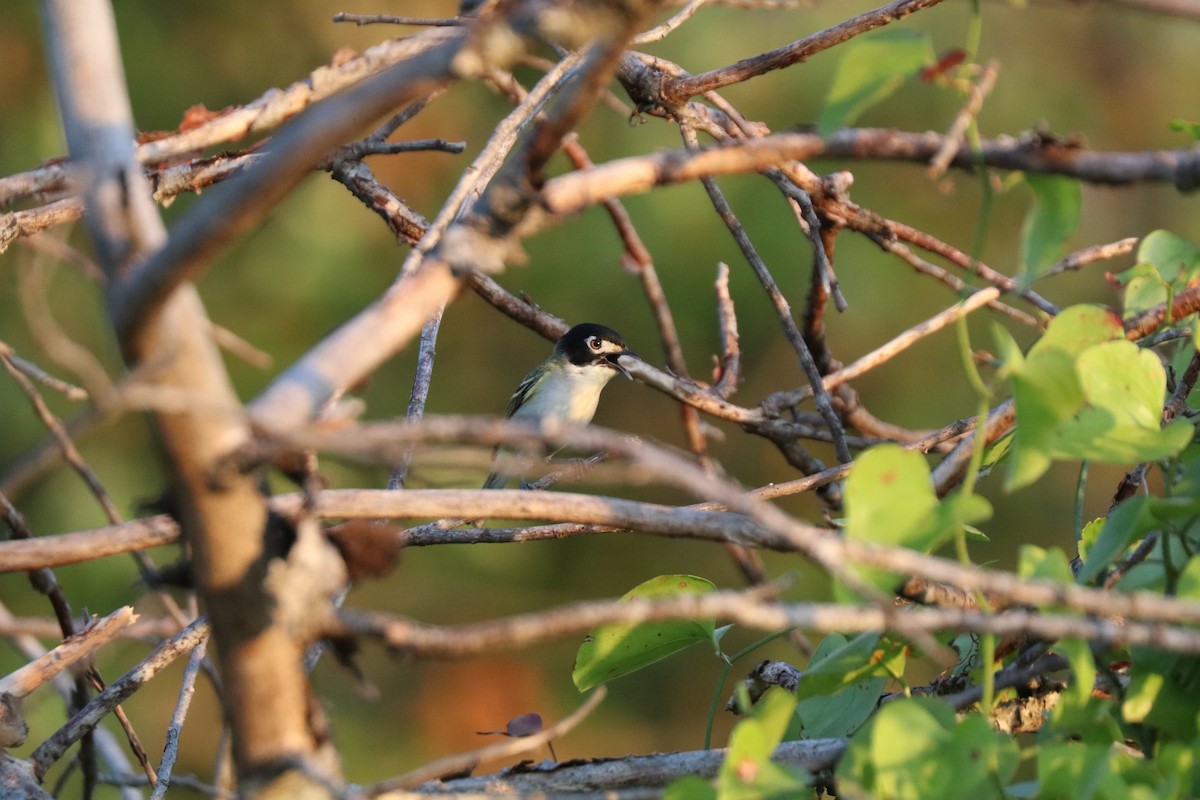 Vireo Cabecinegro - ML620672891