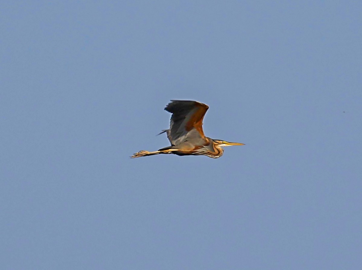 Purple Heron - ML620672893