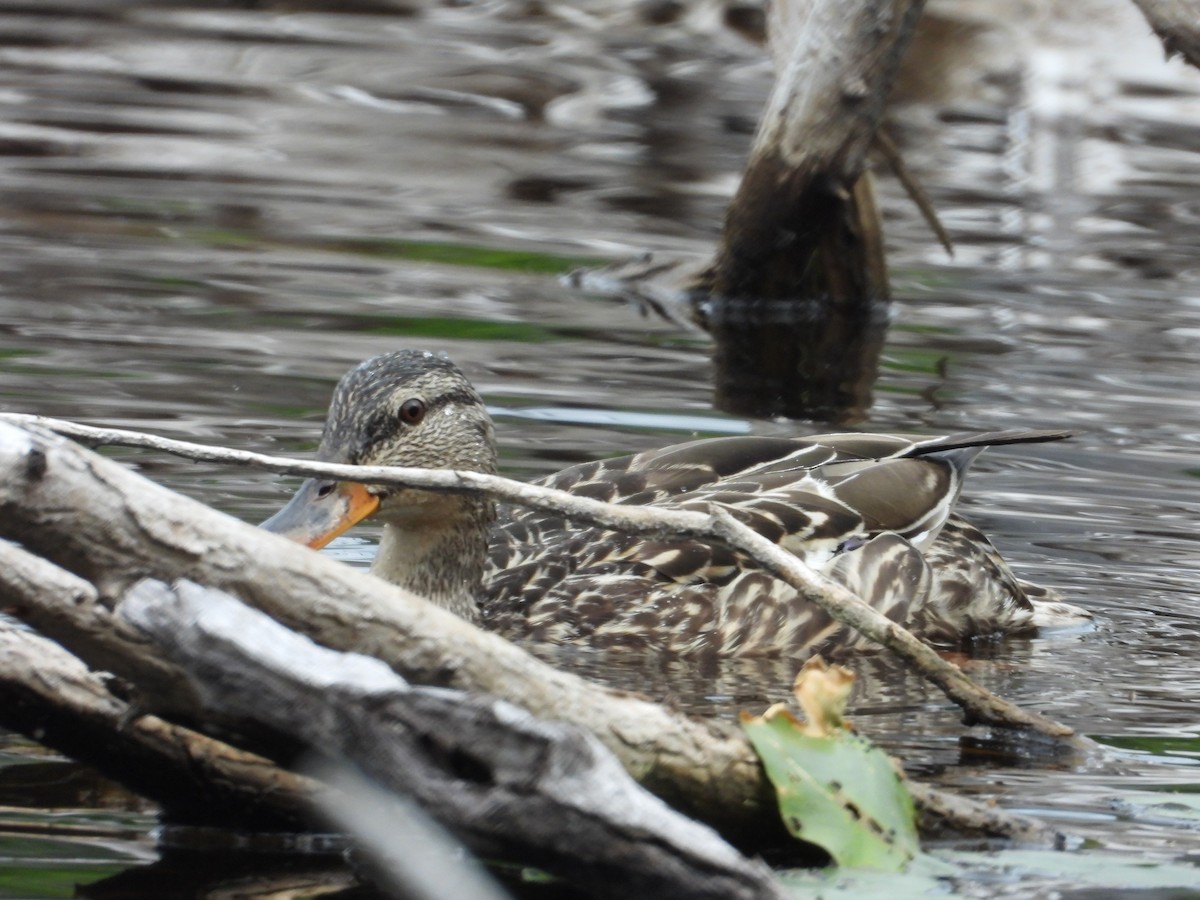 Canard colvert - ML620672895