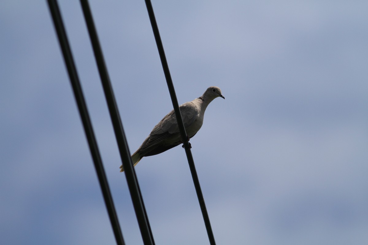 Eurasian Collared-Dove - ML620672898
