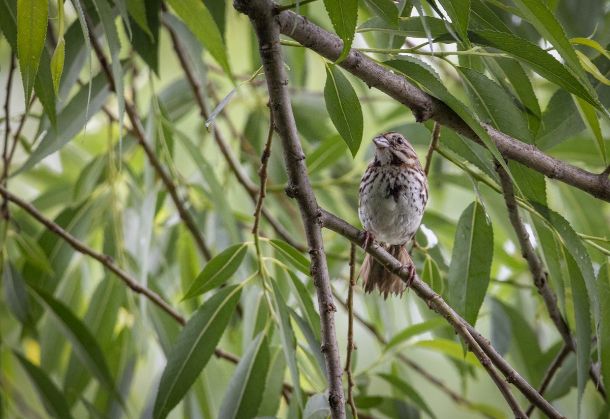 Song Sparrow - ML620672902