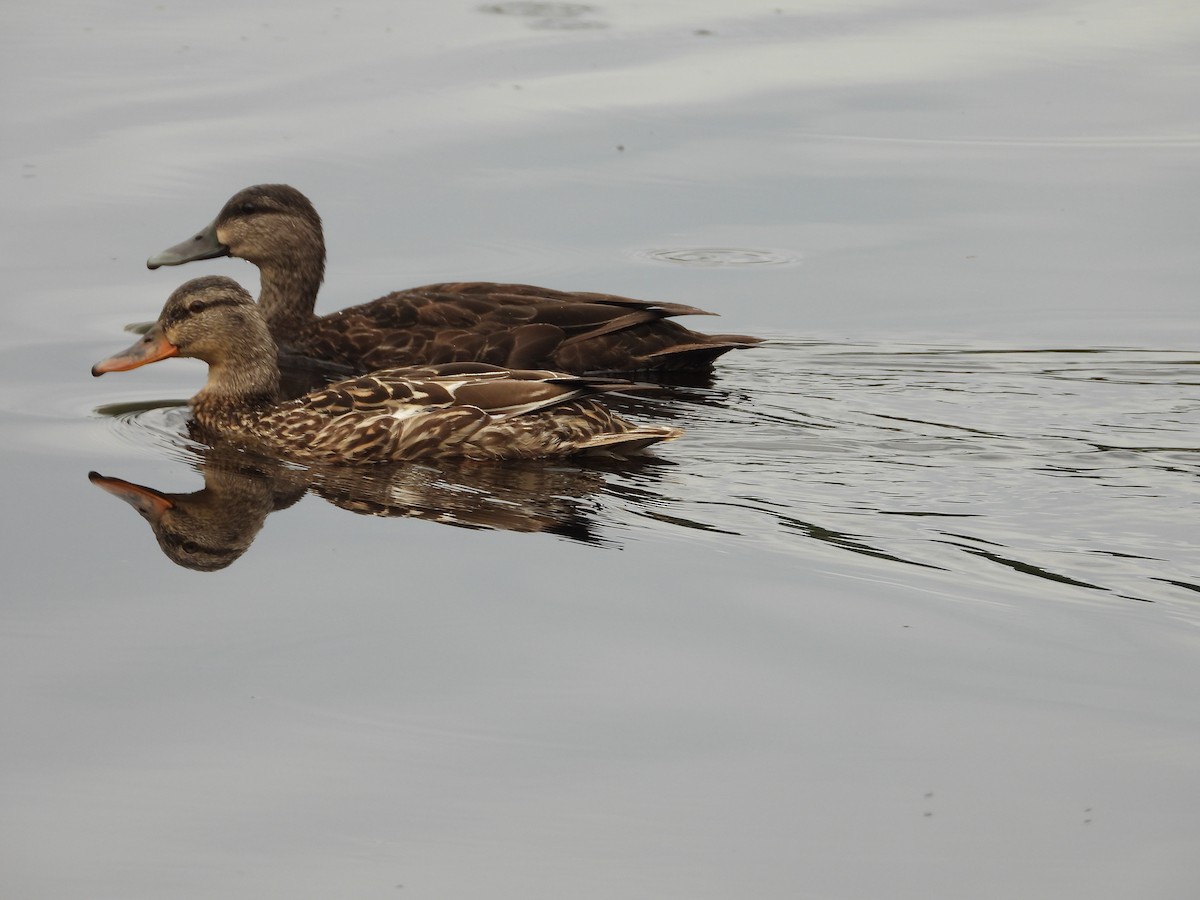 American Black Duck - ML620672903