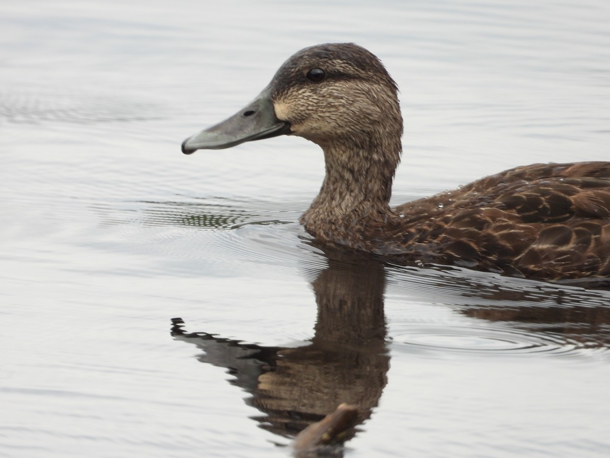 American Black Duck - ML620672904