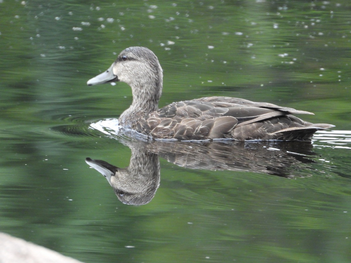 American Black Duck - ML620672908