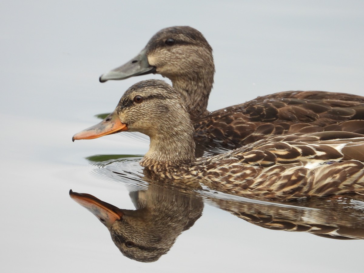 American Black Duck - ML620672909