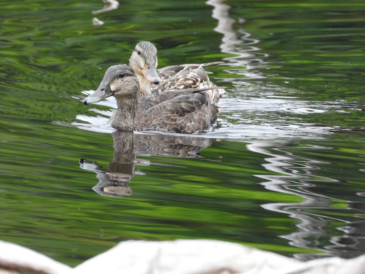 American Black Duck - ML620672911