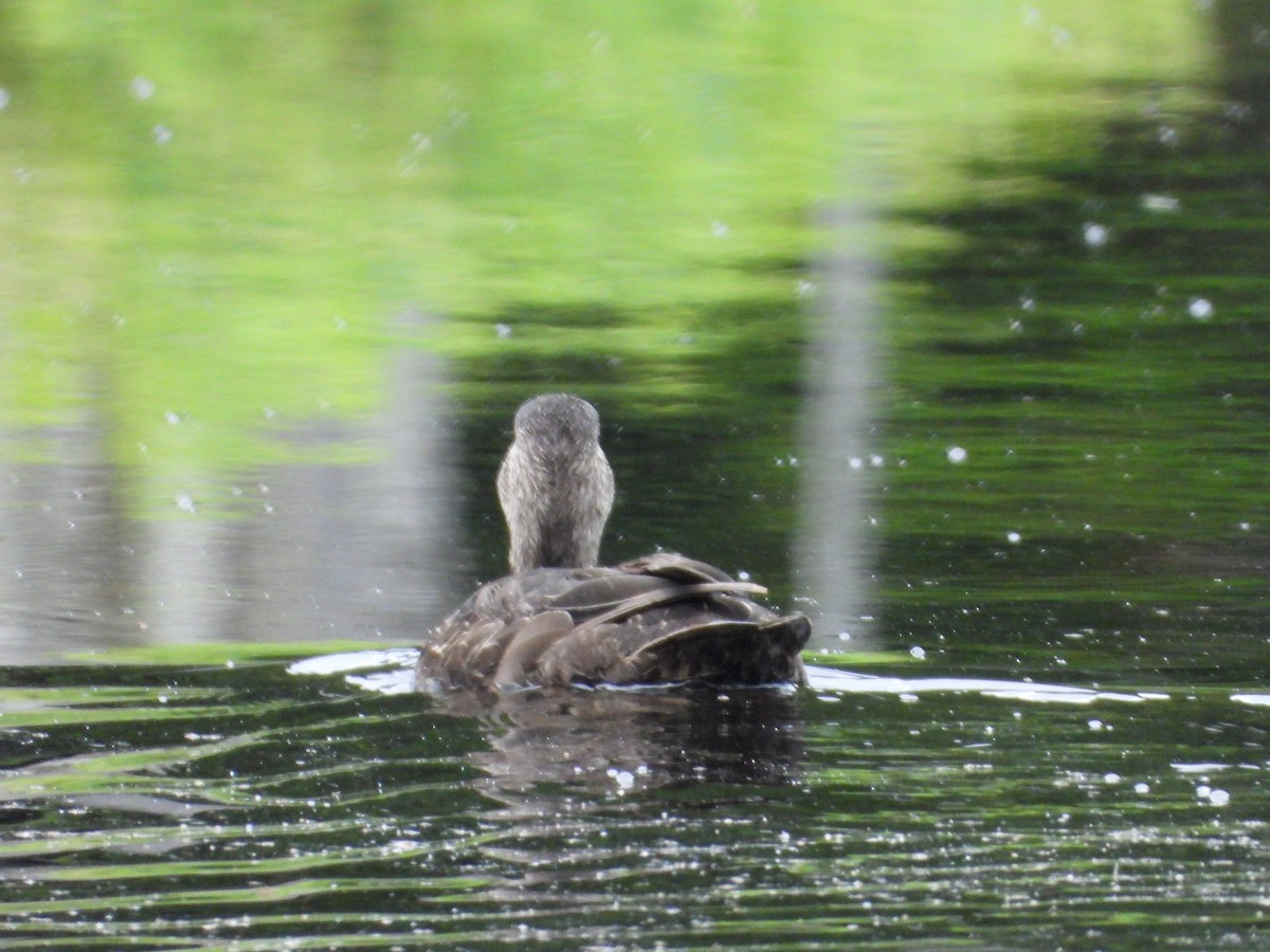 Canard noir - ML620672912