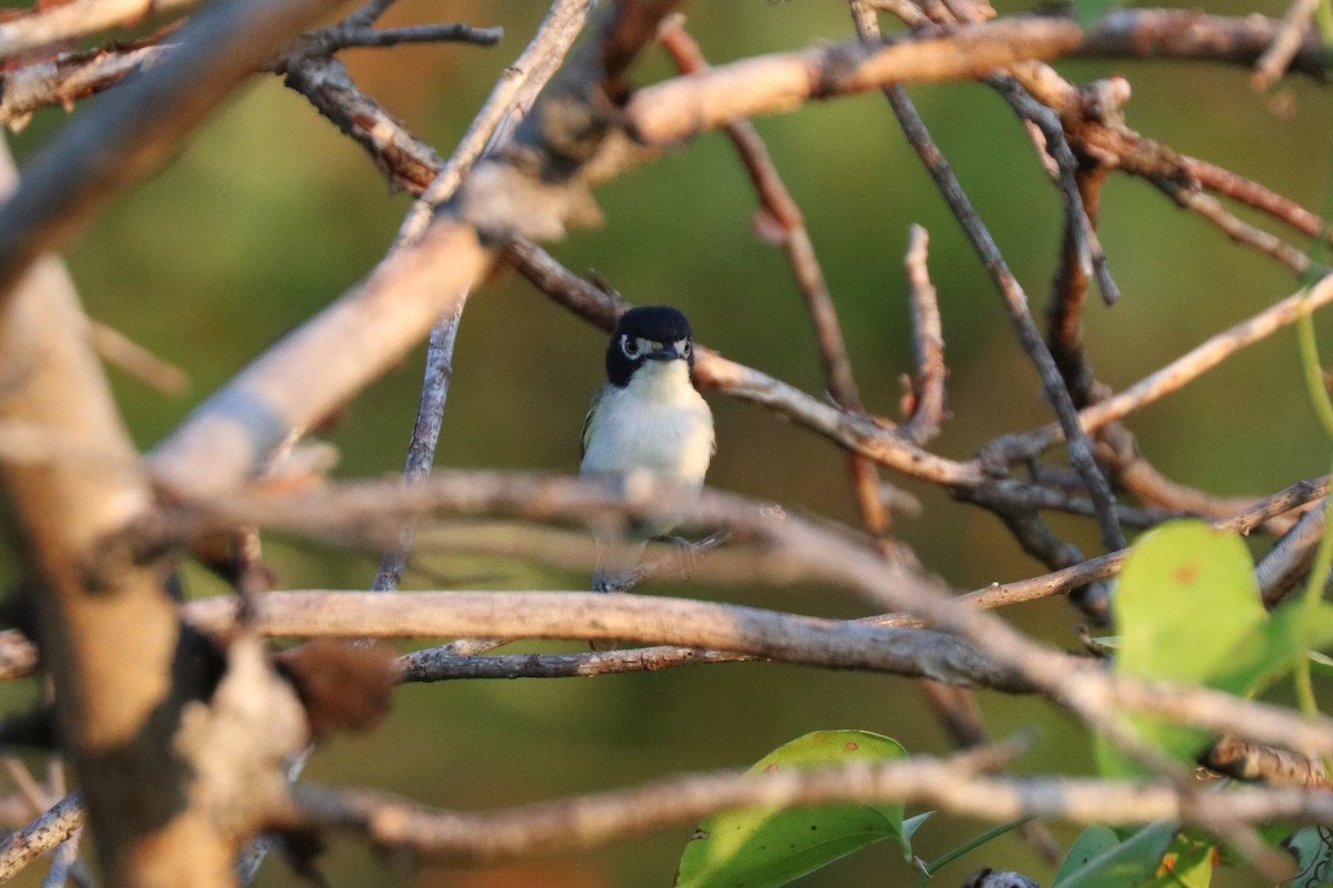 Vireo Cabecinegro - ML620672913