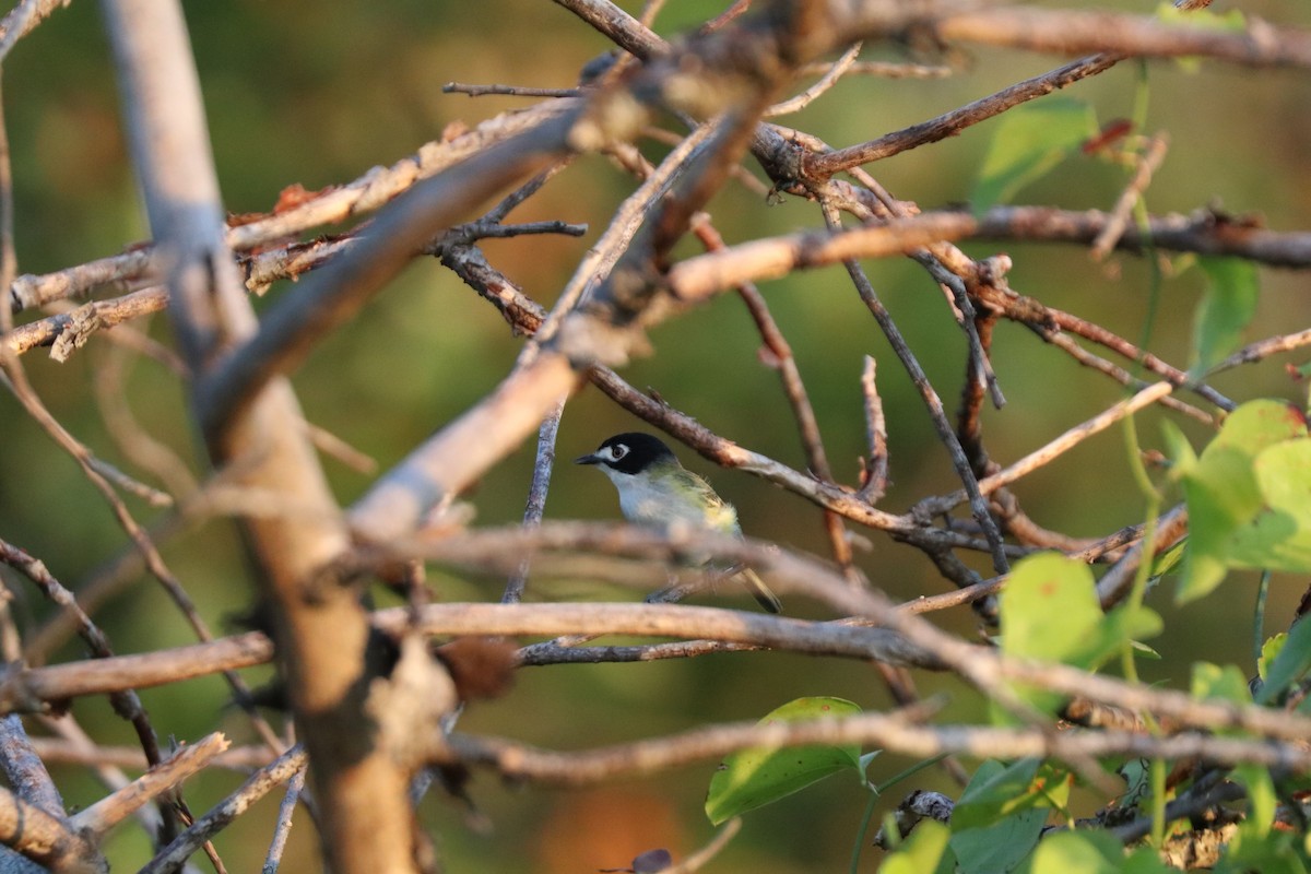 Black-capped Vireo - ML620672914