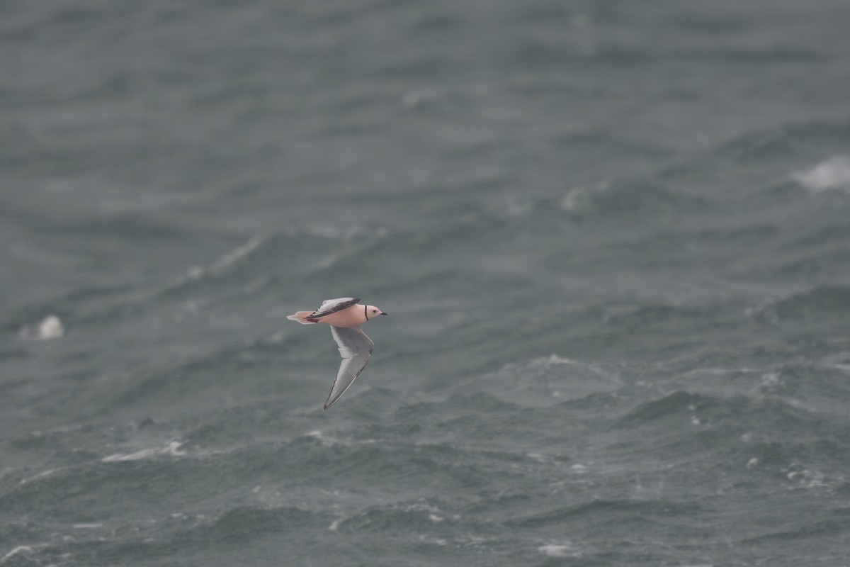 Ross's Gull - ML620672916