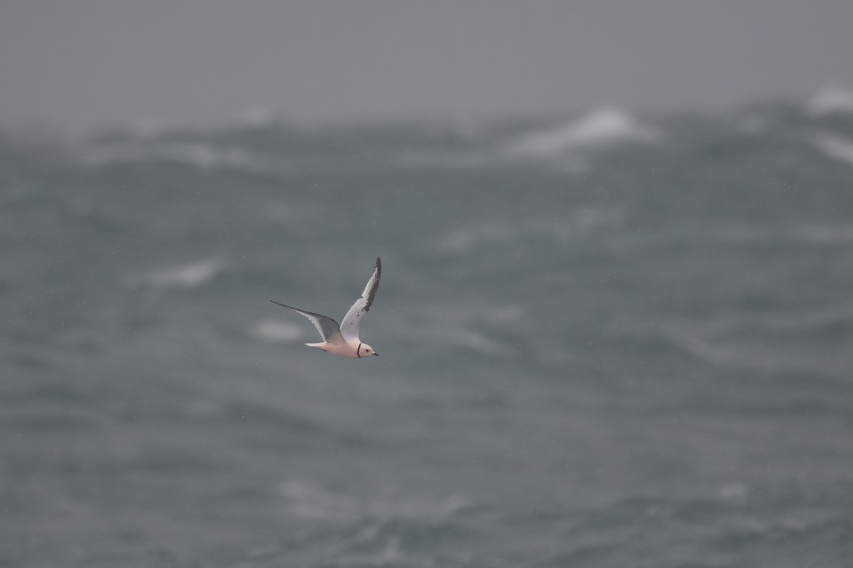 Ross's Gull - ML620672917