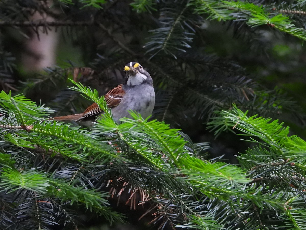 White-throated Sparrow - ML620672918