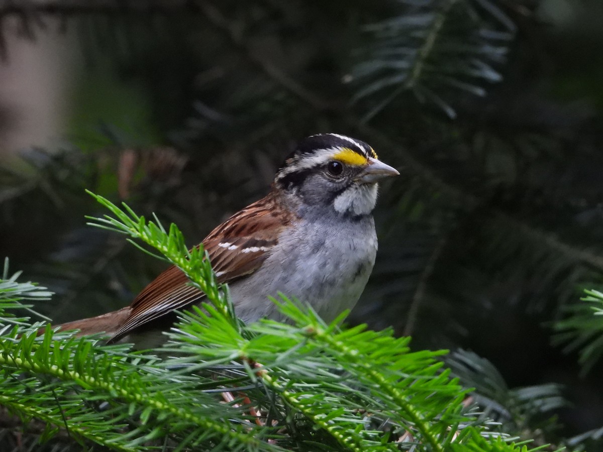 White-throated Sparrow - ML620672919
