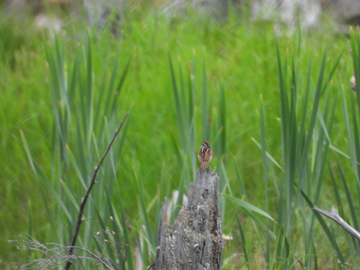 Swamp Sparrow - ML620672922